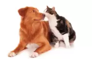 �C�mo proteger a tu perro o gato del gusano barrenador?
