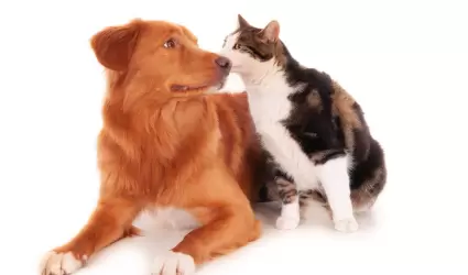mascotas