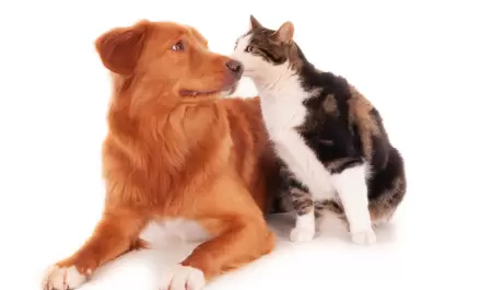 mascotas