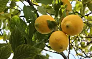 El consuelo de la naranja lima
