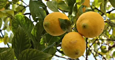 Naranja lima