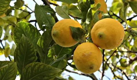 Naranja lima