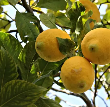 Naranja lima