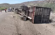 Vuelca tr�iler que transportaba cerdos en la carretera a Ures
