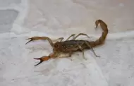 Alertan en Sonora por aumento de ara�as y alacranes en temporada de calor