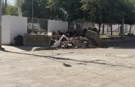 Vecinos de la Insurgentes alertan por plaga de alacranes y otros insectos