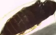 Detectan en Puerto de Entrada de Nogales, Arizona, rara plaga agr�cola proveniente de M�xico