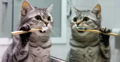 Gato