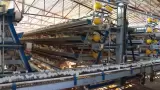 Producci�n de huevo
