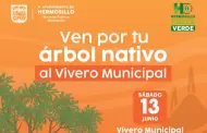 Donar�n 500 �rboles este s�bado en el Vivero Municipal