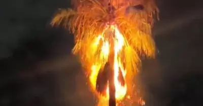 Rayo incendia una palma