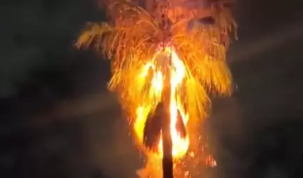 Rayo incendia una palma