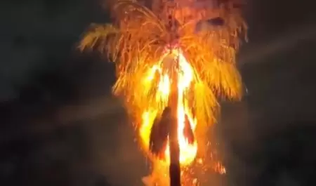 Rayo incendia una palma