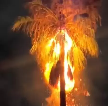 Rayo incendia una palma