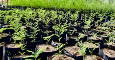 Plantas
