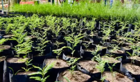 Plantas