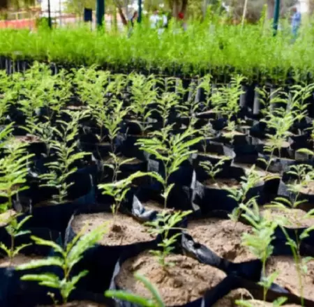 Plantas