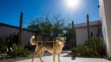 Perro expuestos al sol.