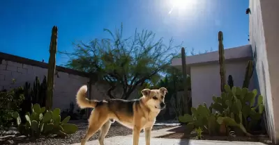 Perro expuestos al sol.