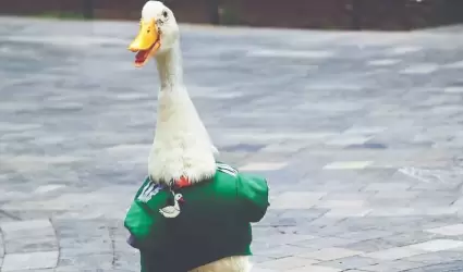 Pato Merl�n
