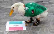 El Pato Merl�n cumple su sue�o mundialista