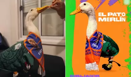 Pato Merl�n