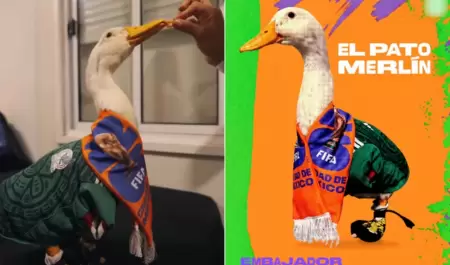 Pato Merl�n
