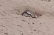 Resguardan 104 huevos de tortuga golfina tras desove en Bah�a Kino