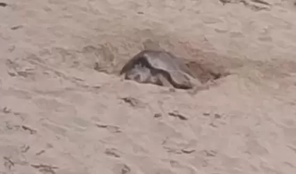 Tortuga golfina