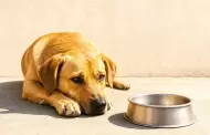 Mascotas tambi�n sufren calor extremo y pueden deshidratarse