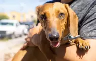 Especialistas alertan por riesgo de golpes de calor en mascotas y animales callejeros