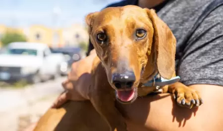 Perro