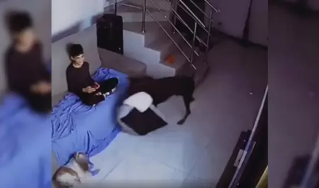 Doberman enternece en redes al llevarle una cama a un perrito que descansaba en