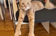 Gato viral volvi� a elegir a M�xico para avanzar en el Mundial 2026