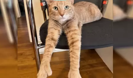Gato viral