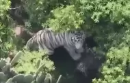 Muri� Kenzo, el tigre de bengala que escap� de un refugio en el Estado de M�xico