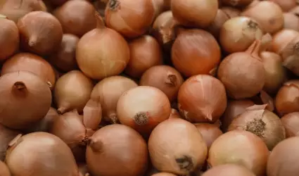 Cebolla