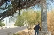 Ayuntamiento de Hermosillo llama a reportar �rboles y espectaculares en riesgo de colapso