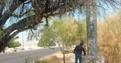 Llaman a reportar �rboles en riesgo de colapso