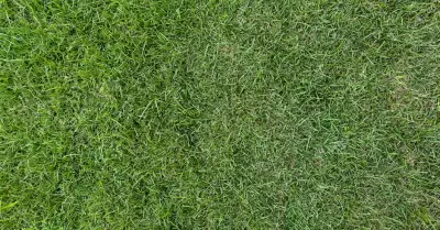 C�sped