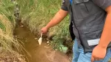 Dengue