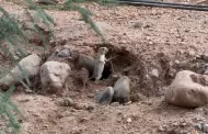 Expansi�n de Hermosillo pone en riesgo a la fauna silvestre, advierten activistas