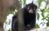 "Mono con m�scara": El extra�o primate que pas� desapercibido durante a�os en la selva africana