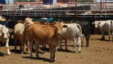 Ganado