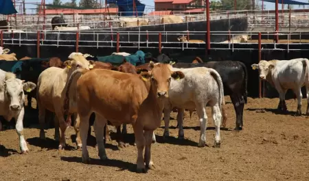Ganado