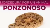 Animales ponzo�osos