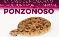 Lluvias disparan presencia de animales ponzo�osos en Sonora
