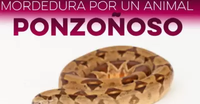 Animales ponzo�osos