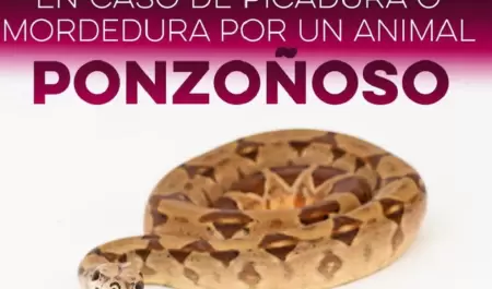 Animales ponzo�osos