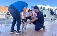 Refuerzan combate a rickettsia en Cajeme